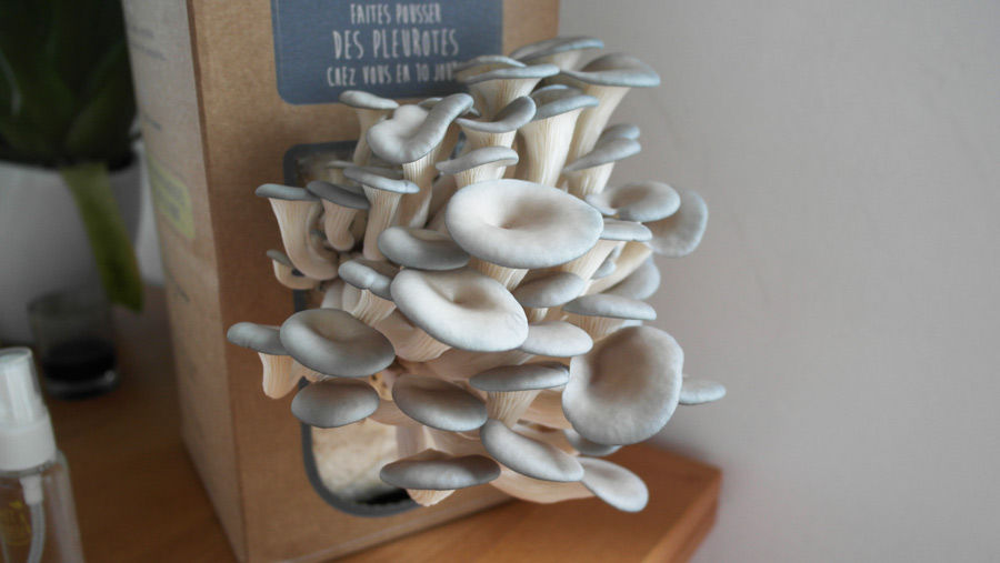 la-coutch-blog-pret-a-pousser-kit-champignons-pleurotes-gris-2
