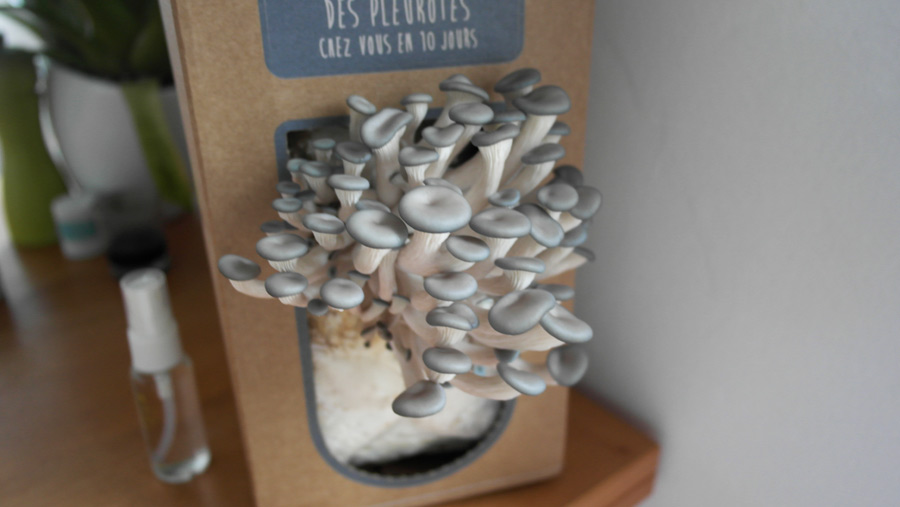la-coutch-blog-pret-a-pousser-kit-champignons-pleurotes-gris-3