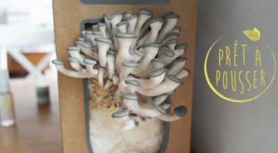 Prêt à Pousser : cultiver des champignons chez soi en 10 jours !