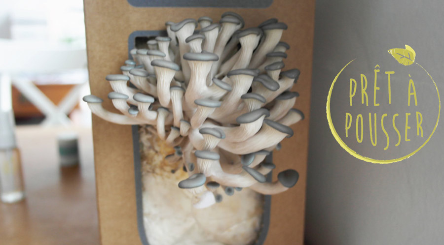 la-coutch-blog-pret-a-pousser-kit-champignons-pleurotes-gris-5