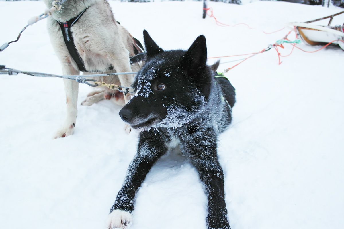 la-coutch-blog-lifestyle-voyage-finlande-laponie-ride-huskies1