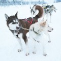 la-coutch-blog-lifestyle-voyage-finlande-laponie-ride-huskies17