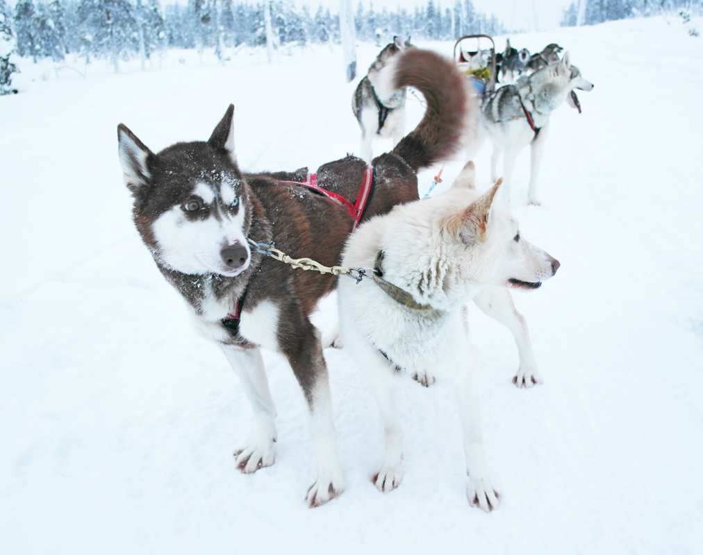 Mon voyage en Laponie : mon incroyable expérience en chiens de traîneaux