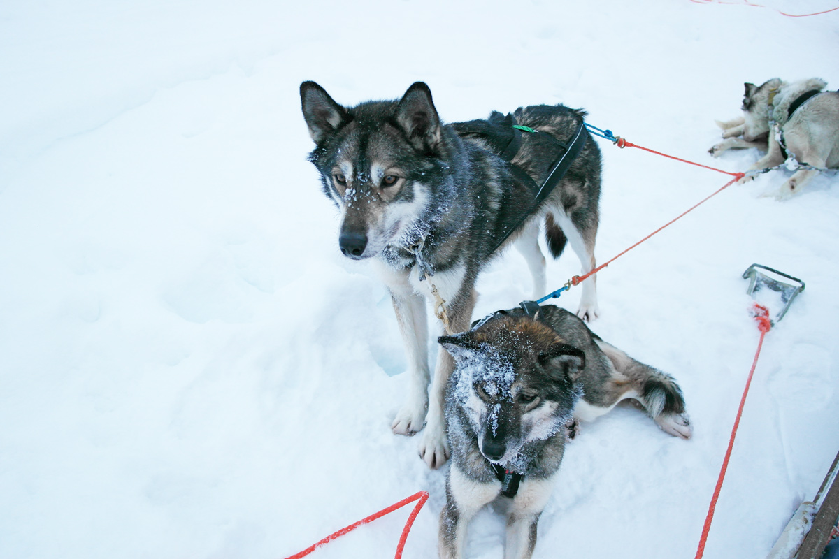 la-coutch-blog-lifestyle-voyage-finlande-laponie-ride-huskies5