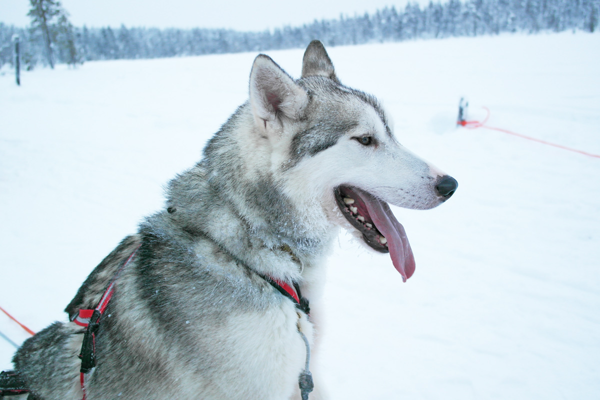 la-coutch-blog-lifestyle-voyage-finlande-laponie-ride-huskies7