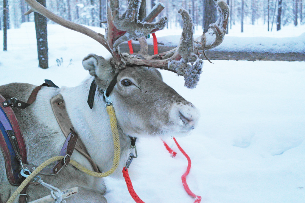 Mon voyage en Laponie : un tour en renne s’il vous plaît !