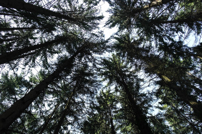 Vadrouille dans la Forêt Noire en Allemagne !