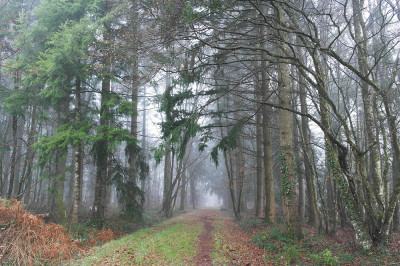 La forêt de Brocéliande