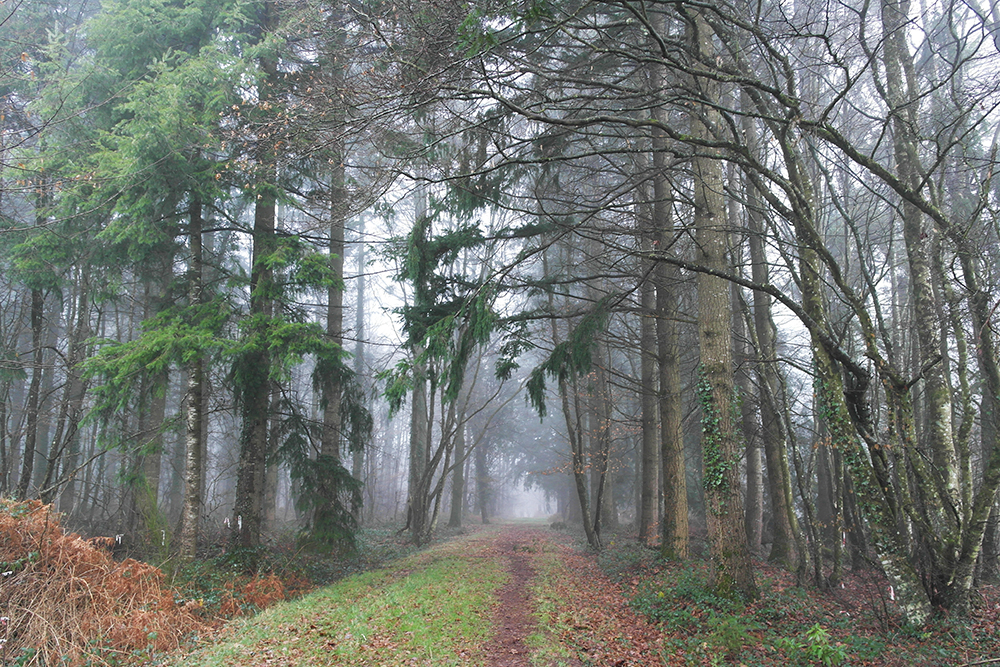 La forêt de Brocéliande